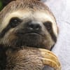 Thoughtful Sloth