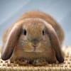 Bunny Ng